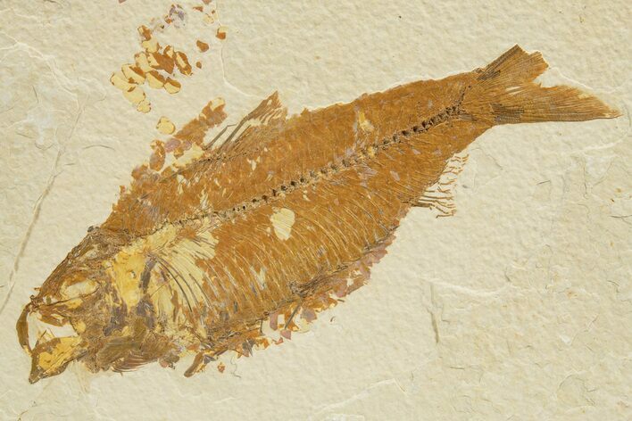 Detailed Fossil Fish (Knightia alta) - Wyoming #318583